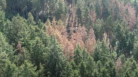 Abgestorbene Fichten mitten im Wald