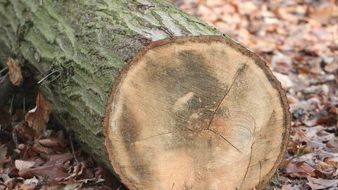 Baumstamm im Wald angeschnitten